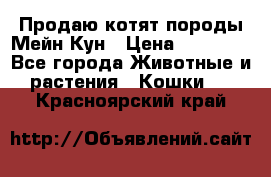 Продаю котят породы Мейн Кун › Цена ­ 12 000 - Все города Животные и растения » Кошки   . Красноярский край